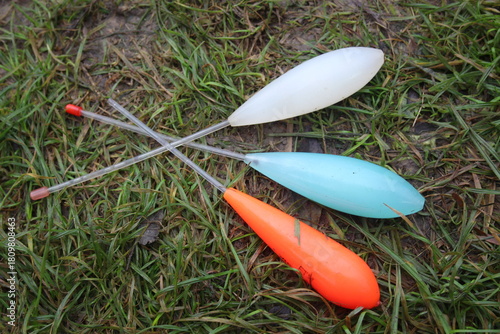  verschiedene Sbirolino auf Wiese, Sbirolinos