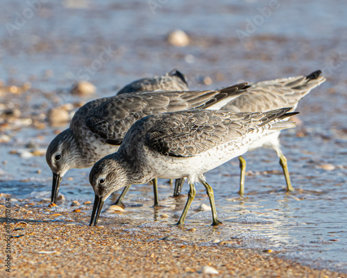 Red Knot Shorebirds on a Florida Beach