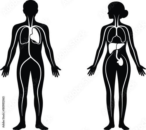 Human Body Systems Diagram: Male and Female Internal Organs, Anatomy, Respiratory, Digestive, Circulatory System Silhouette for Medical Education and Health Illustration