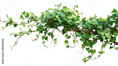 A close-up of lush green ivy plant