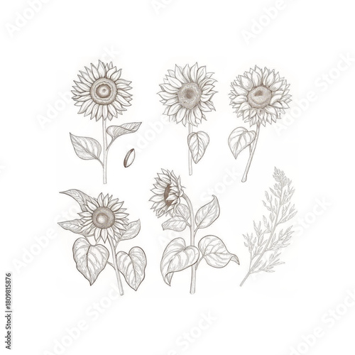 Vector sunflowers and autumn leaves illustrations set in line art style graphic monochrome drawing hand drawn floral outline sketch engraved illustration for coloring book tattoo logo icon
