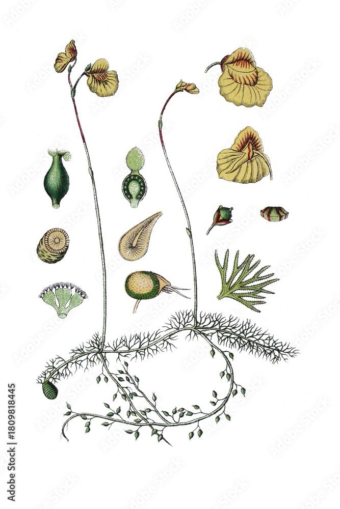 Naklejka premium Mittlerer Wasserschlauch, Utricularia, Utricularis meida