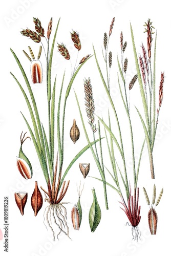 Links: Flatter-Segge, Haarstielige Segge, Carex capillaris, Rechts: Duenne Segge, Kurzaehrige Segge, Carex brachystachys