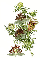 Papier peint photo Jungle Nigelle hispanique fleur bleue fond blanc botanique  © Bildagentur-o