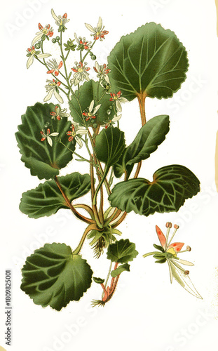 Foto Saxifraga sarmentosa, Creeping sailor, creeping saxifrage, strawberry saxifrage, creeping rockfoil