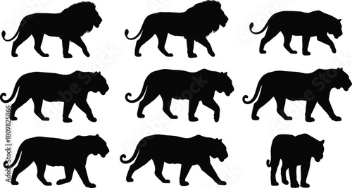 Lion and tiger wildlife silhouettes in walking poses, big cat predator illustration, African and Asian animal vector design for stock graphics