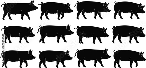 Pig silhouette collection featuring multiple standing and walking poses of farm pigs, ideal vector artwork for livestock, agriculture, farming and animal design projects