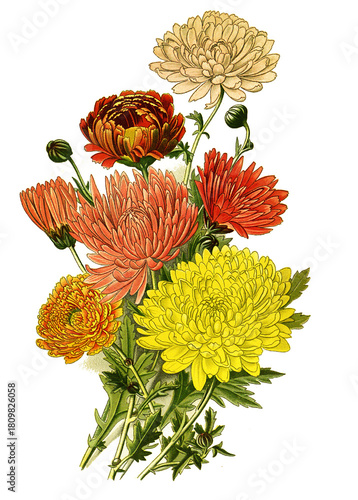 Chrysanthemum sinense var., Chrysanthemum. Garten-Chrysantheme