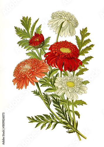 Pyrethrum roseum, Tanacetum coccineum. Armenische oder Kaukasische Insektenblume, Rotblütige Wucherblume
