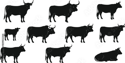 Bull and cow silhouette collection featuring standing, grazing and resting cattle poses, detailed farm animal vector artwork for agriculture, livestock and rural design themes