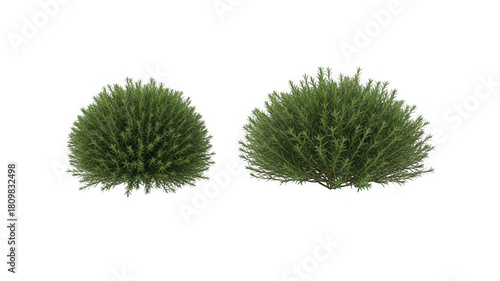 Lush green foliage shrubs for garden design and natural decor. isolated on transparent background