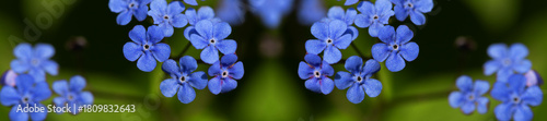 Macro View of Vibrant Blue Flowers Surrounded by Green Foliage