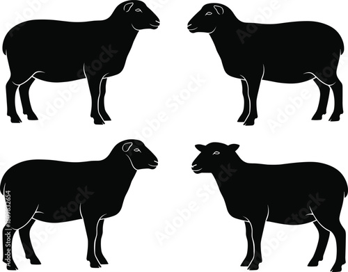 Collection of sheep silhouettes in different standing poses, isolated black farm animal illustrations for agriculture, livestock, farming, rural design and graphic projects