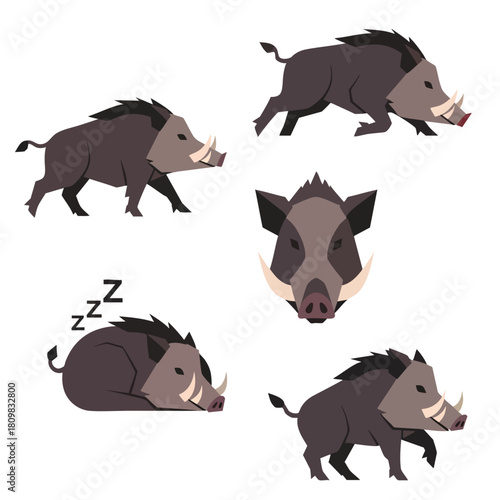 Wild boar vector set. Cartoon wild pig character illustration in different poses running, sleeping, walking. Isolated ic