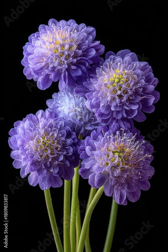Close-up studio shot of purple Scabiosa flowers against black backdrop showing delicate petals and yellow centers in bloom