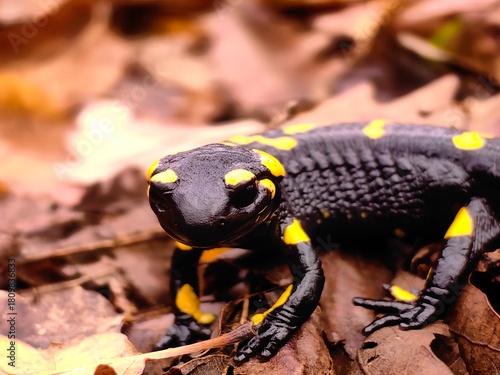 Fire Salamander on dry autumn leaves. Black and yellow amphibian from European forest