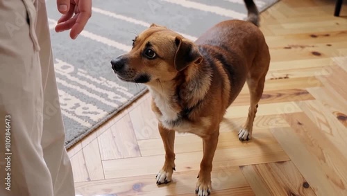 Cute brown dog looking up at owner in a home setting.