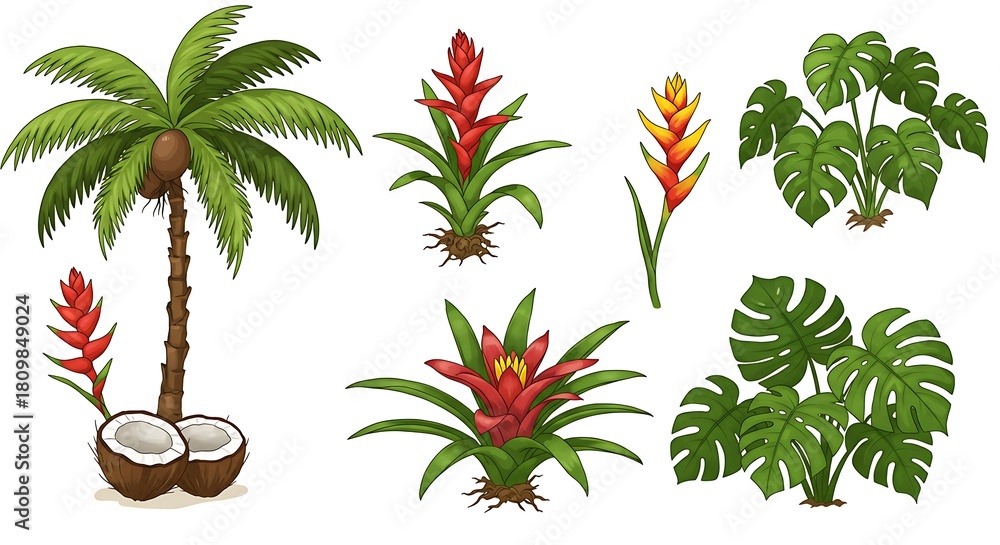 Obraz premium Tropical Plants Illustration Set Coconut Palm Tree Bromeliad and Monstera Leaves