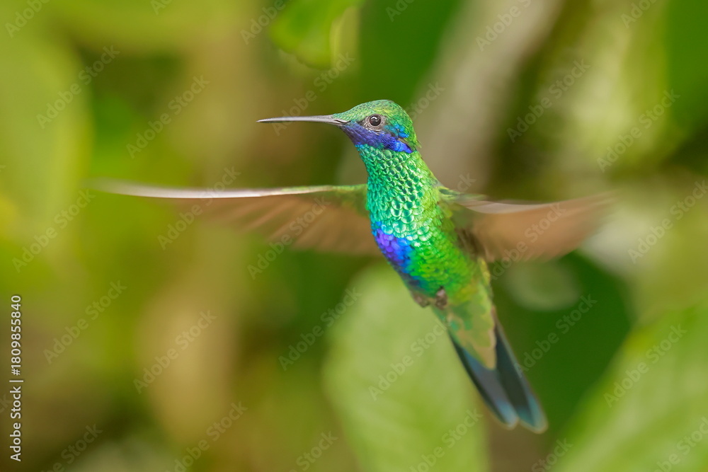 Fototapeta premium Sparkling violetear (Colibri coruscans) Ecuador