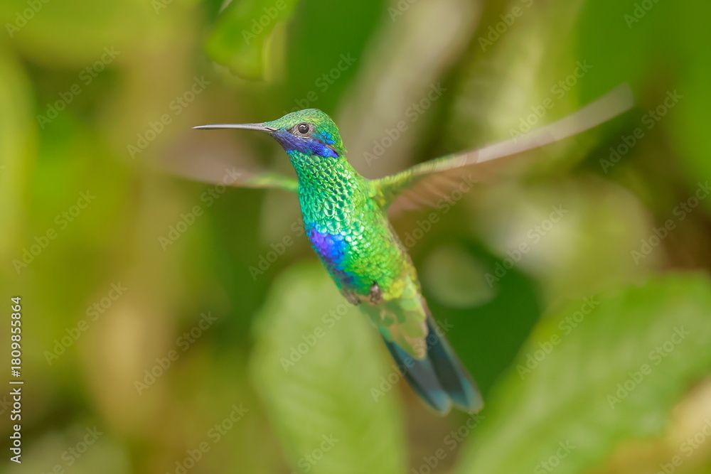 Fototapeta premium Sparkling violetear (Colibri coruscans) Ecuador