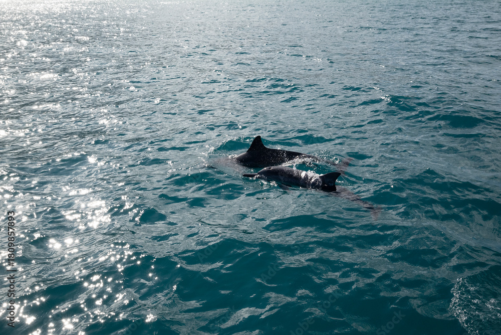 Naklejka premium Zwei Delfine im Cyanblauen Salzwasser. Delfine kuscheln im Wasser.
