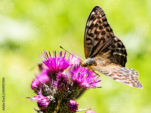 Argynnis paphia alias Tabacco di Spagna