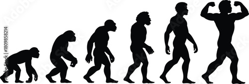Evolution of man concept, human evolution stages silhouette, from ape to modern muscular man, growth progress, scientific illustration vector art