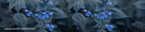 Delicate Blue Flowers Thriving Amidst Green Foliage in Natural Setting