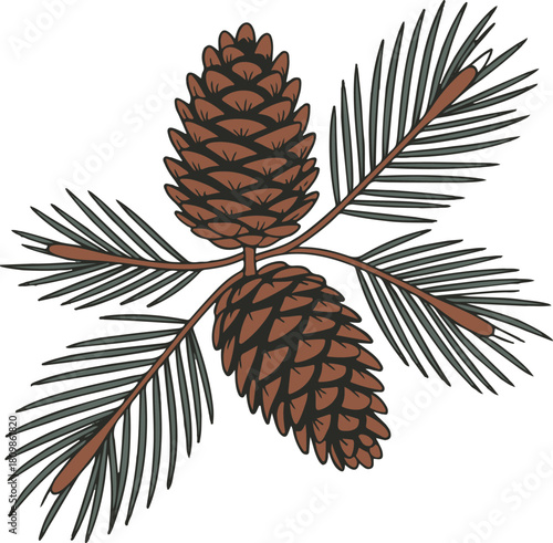 vector illustration of pine cones on isolated background