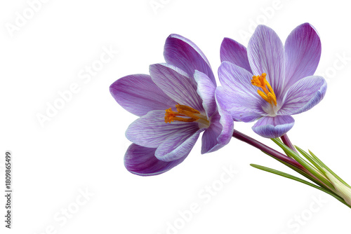 Close-up of two lavender crocus blossoms,  set against a black background.  Soft focus, showing delicate petals and stamens