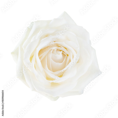 White rose flower.