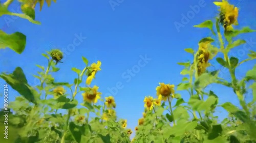Sunflowers in a field with blue sky, representing nature, beauty, tranquility, perfect for tourism
