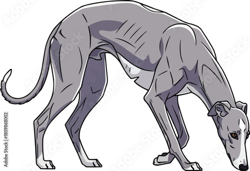 Greyhound dog sniffing ground side profile pose