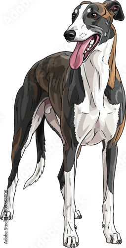 Greyhound dog standing happy panting smiling pose