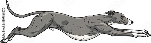 Greyhound dog running energetic full stretched side profile pose