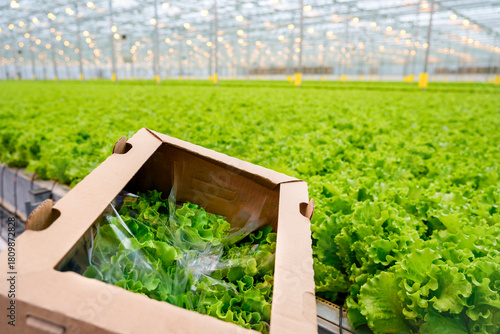 Bright green lettuce is harvested and packed in boxes inside a spacious commercial greenhouse. Advanced hydroponic systems support robust growth of crops year-round