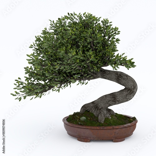 Realistic Bonsai Tree in a Ceramic Pot 3D Render