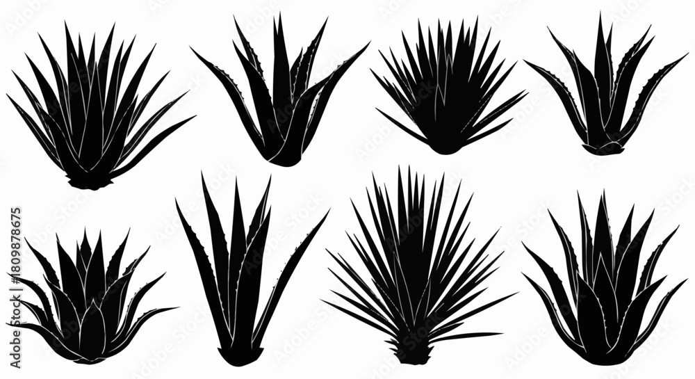 Fototapeta premium Set of eight black agave succulent plant silhouettes.