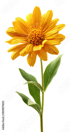 Bright yellow flower with green leaves.  A single, vibrant yellow flower, with a dark orange center, is presented against a black background.  