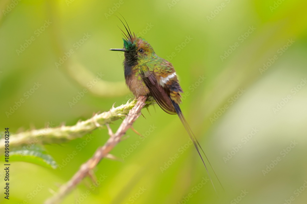 Obraz premium Wire-crested thorntail, Discosura popelairii, Ecuador