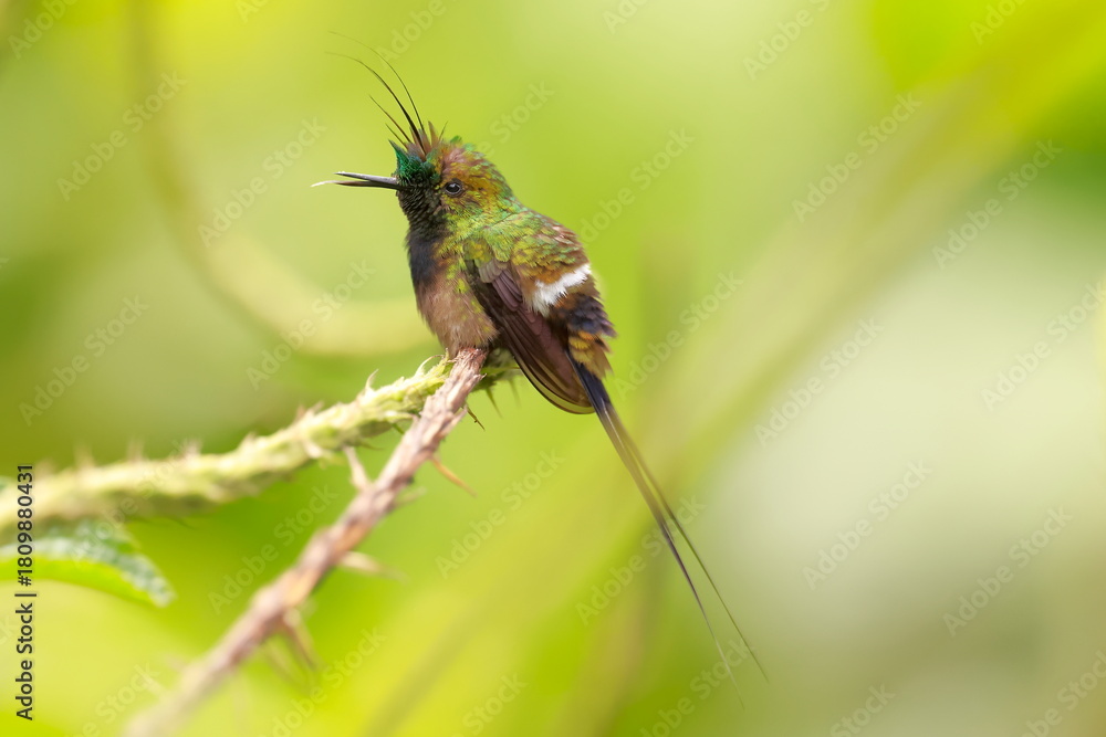 Obraz premium Wire-crested thorntail, Discosura popelairii, Ecuador