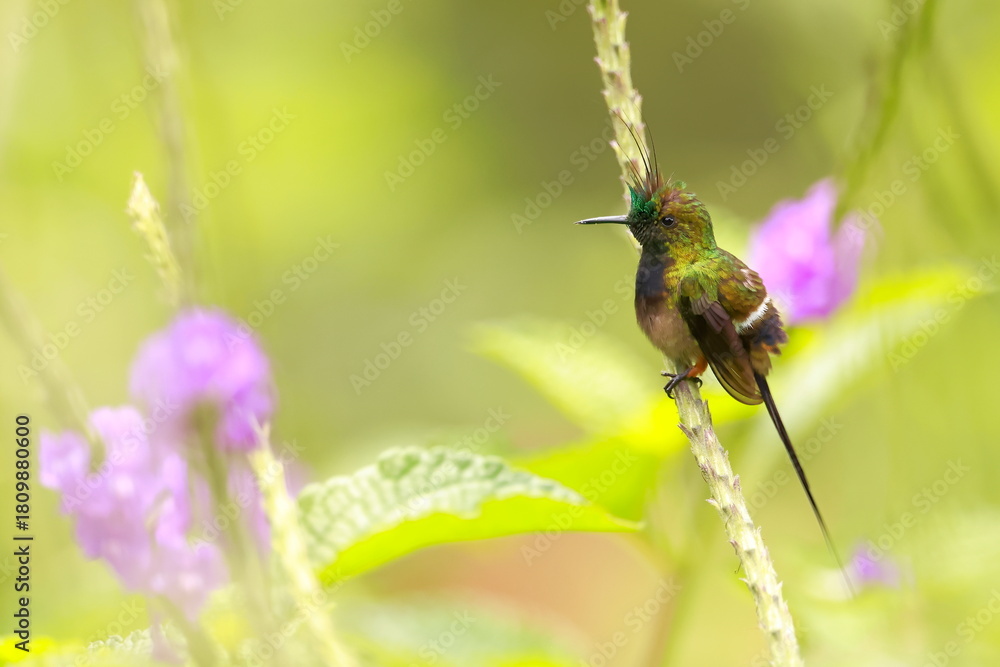 Obraz premium Wire-crested thorntail, Discosura popelairii, Ecuador