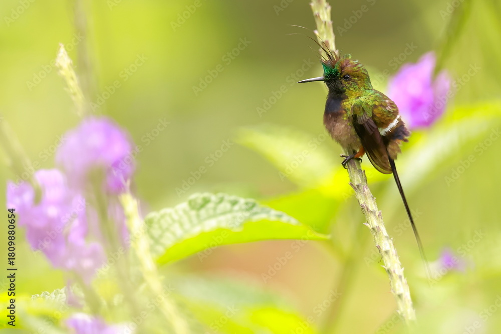 Obraz premium Wire-crested thorntail, Discosura popelairii, Ecuador