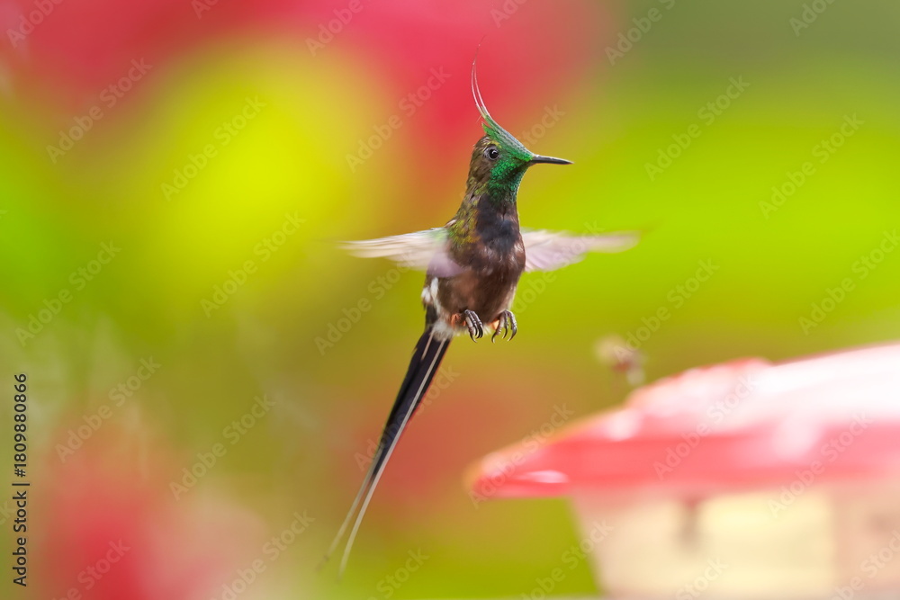 Obraz premium Wire-crested thorntail, Discosura popelairii, Ecuador