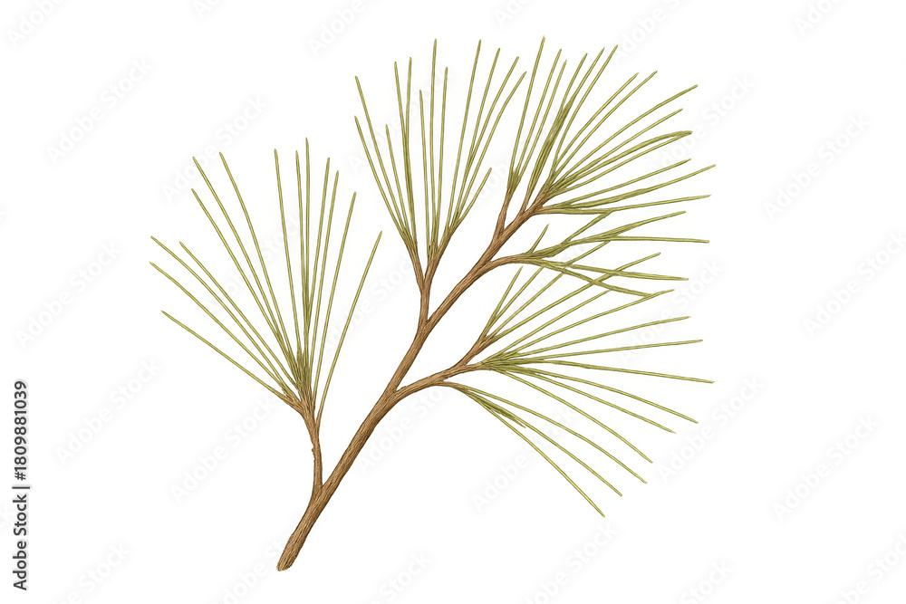Fototapeta premium Pine tree branch illustration with green needles on transparent background, symbolizing nature and forestry