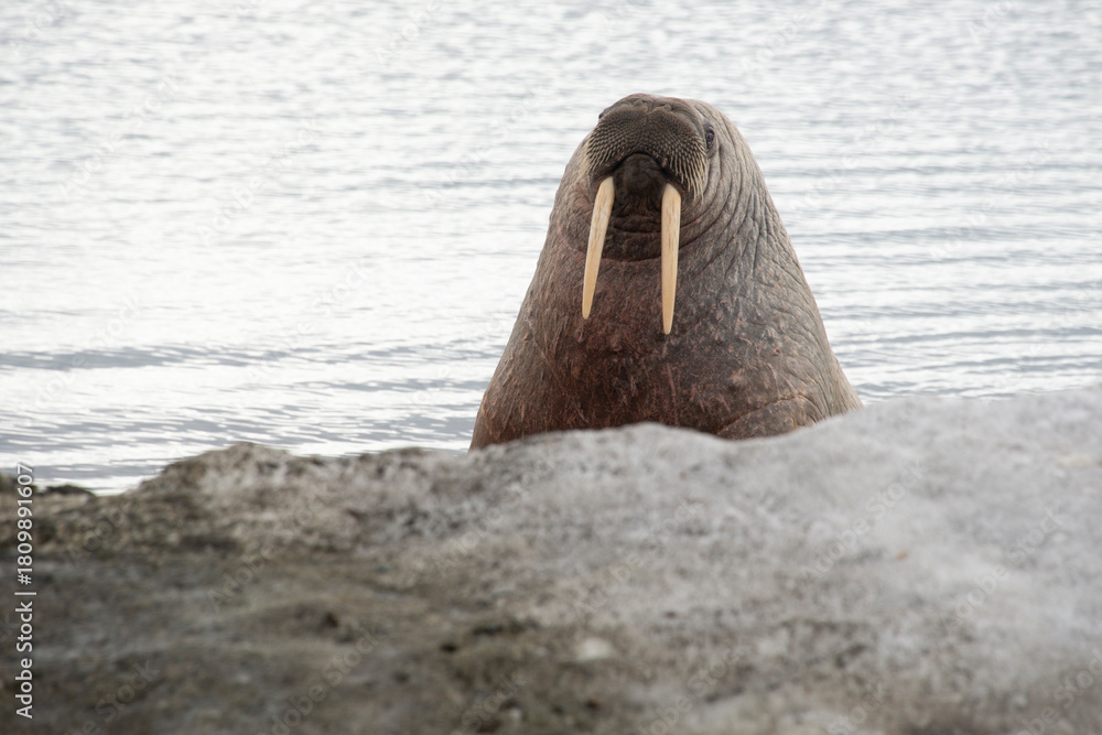 Fototapeta premium Morse, Odobenus rosmarus, Spitzberg, Svalbard, Norvège