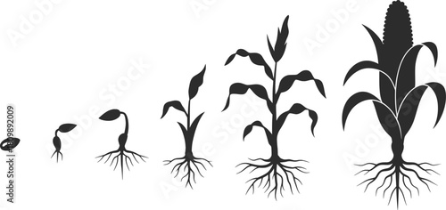 Corn Growth Stages Evolution Illustration.