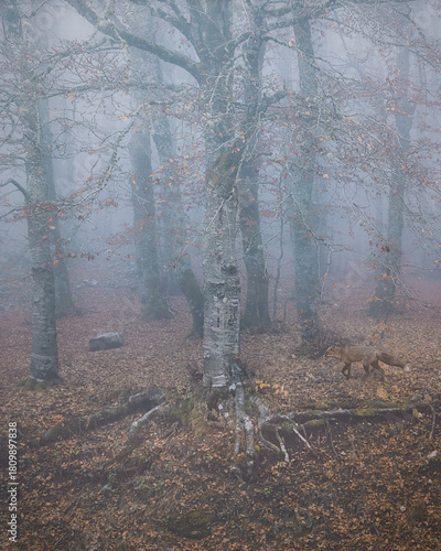 Red Fox Walking Through the Beech Forest in Deep Autumn Fog