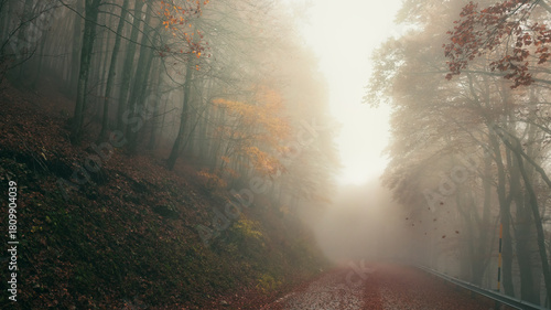 Road Covered in Red Leaves Shrouded in Fog