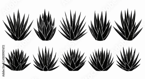 Collection of Agave Plants Silhouettes on White Background.